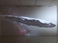 Franco Vaccari: Oumuamua