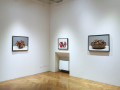 Galleria Stefano Forni: Luciano Ventrone - Wunderkammer