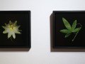 Elena Franco: Imago Pietatis, Passiflora #1