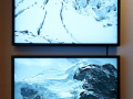 Jonathan Guaitamacchi: Monogenetics, Galleria 13