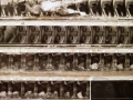 Fucina des Artistas: Leonardo Salgado, detail